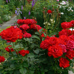 Crvena  - floribunda ruže